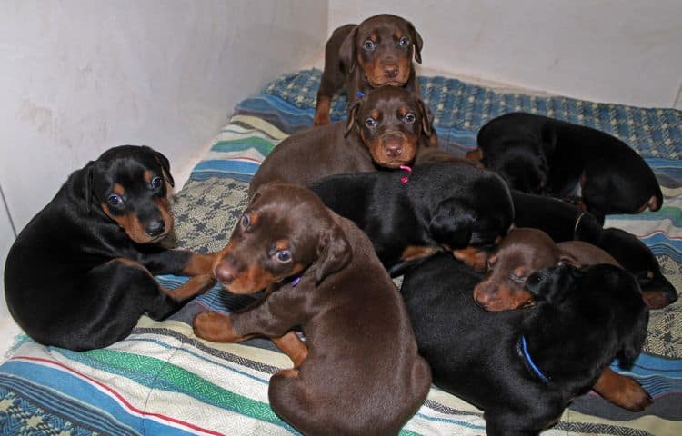 4 week old doberman pups black and rust, red and rust; champion sired