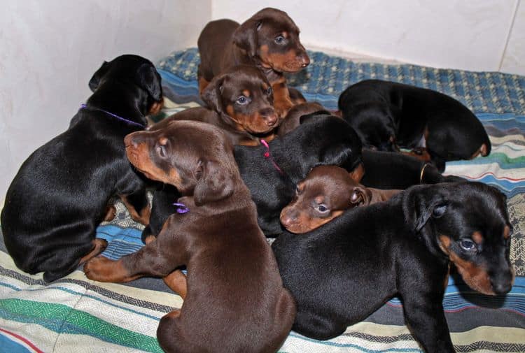 4 week old doberman pups black and rust, red and rust; champion sired