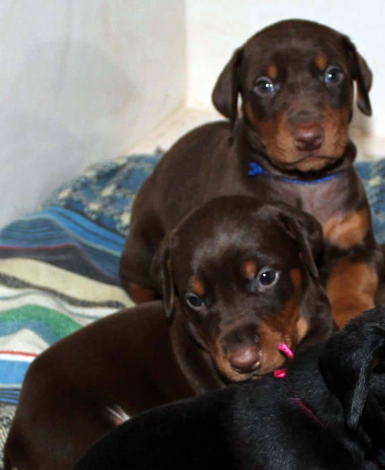 4 week old doberman pups black and rust, red and rust; champion sired