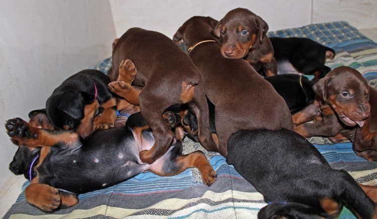 4 week old doberman pups black and rust, red and rust; champion sired