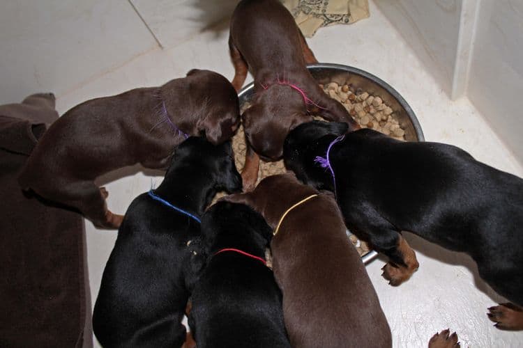 4 week old doberman pups black and rust, red and rust; champion sired