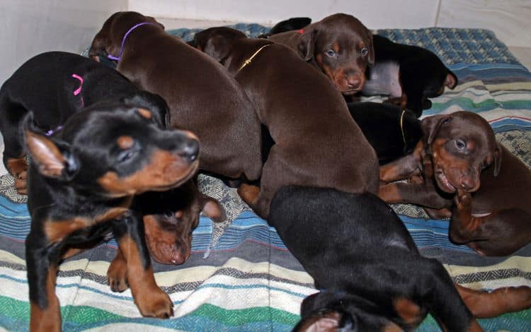 4 week old doberman pups black and rust, red and rust; champion sired