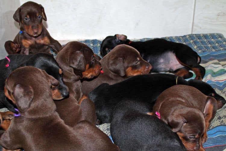 4 week old doberman pups black and rust, red and rust; champion sired