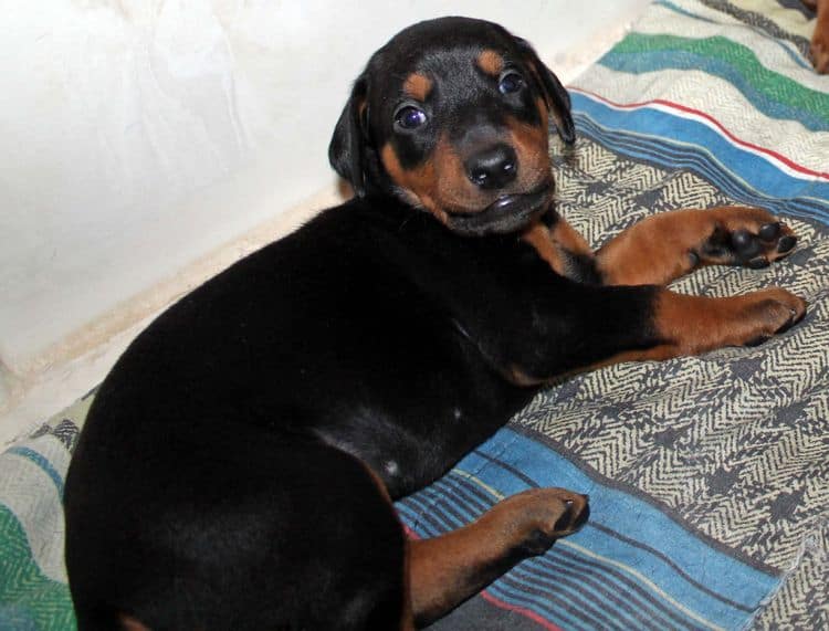 4 week old doberman pups black and rust, red and rust; champion sired