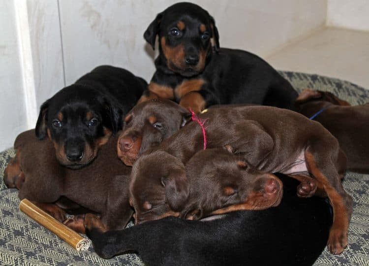 4 week old doberman pups black and rust, red and rust; champion sired