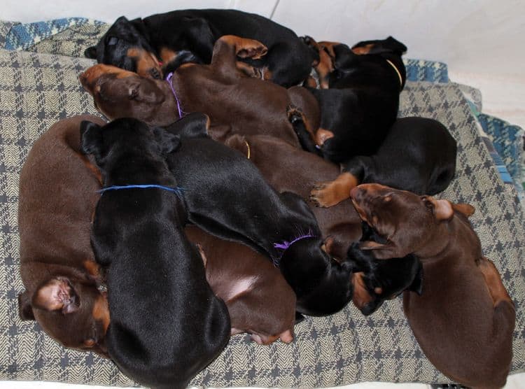 4 week old doberman pups black and rust, red and rust; champion sired