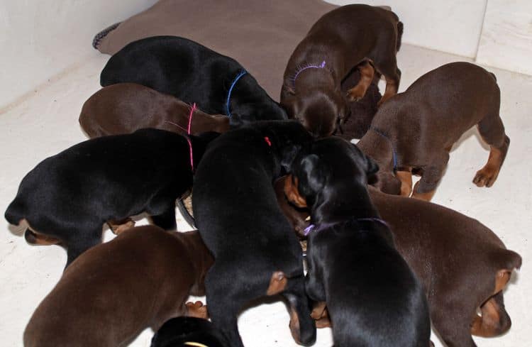 4 week old doberman pups black and rust, red and rust; champion sired