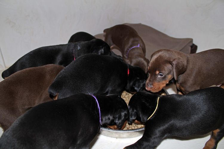 4 week old doberman pups black and rust, red and rust; champion sired