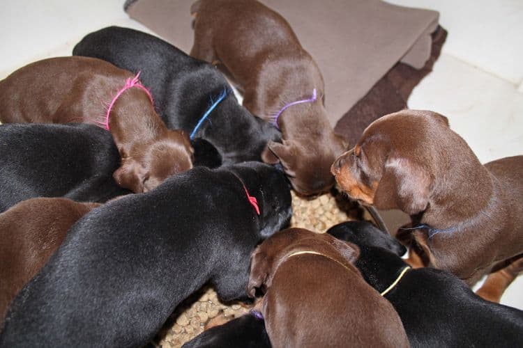 4 week old doberman pups black and rust, red and rust; champion sired