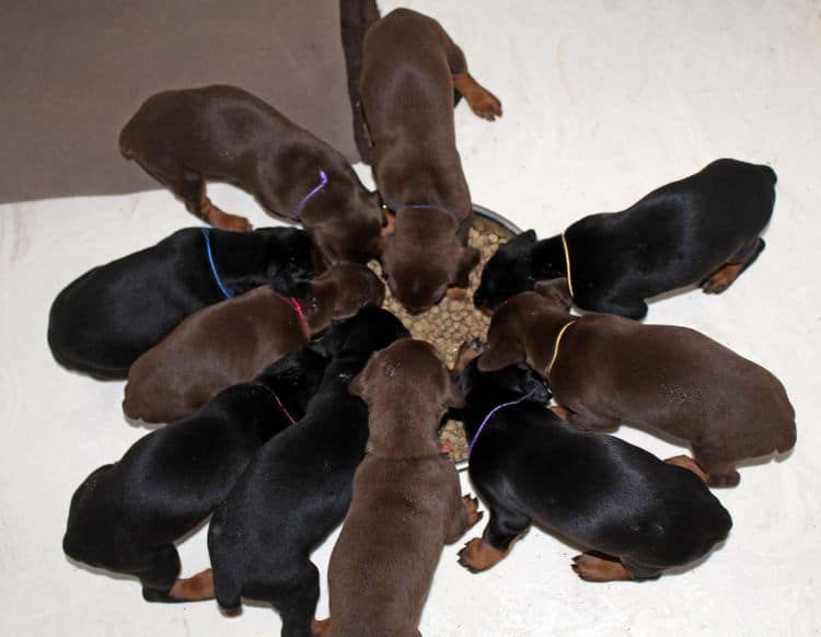 4 week old doberman pups black and rust, red and rust; champion sired