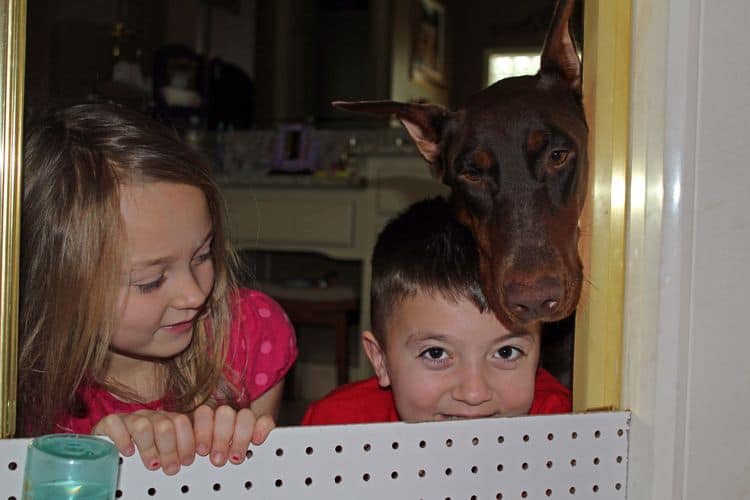 4 week old doberman pups black and rust, red and rust; champion sired