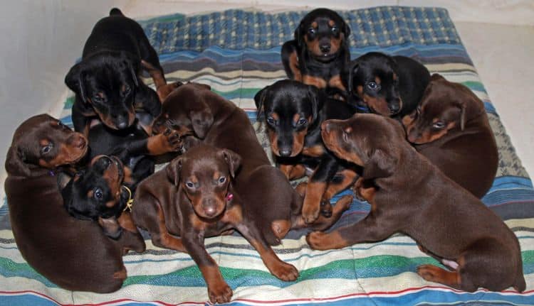 4 week old doberman pups black and rust, red and rust; champion sired