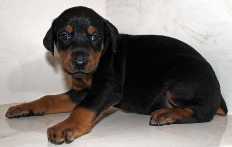 4 week old black and rust female doberman pup; champion sired