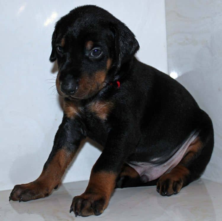 4 week old black and rust male doberman pup; champion sired