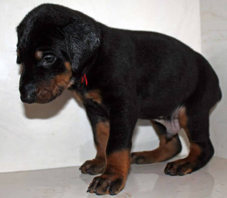 4 week old black and rust male doberman pup; champion sired