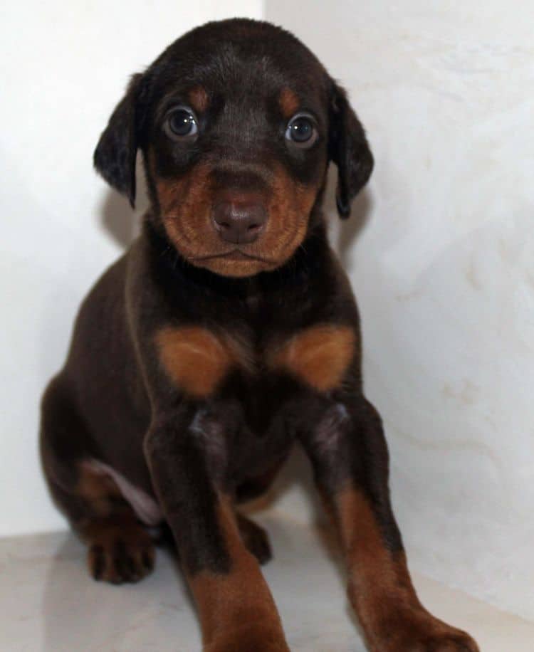 red and rust female doberman puppy