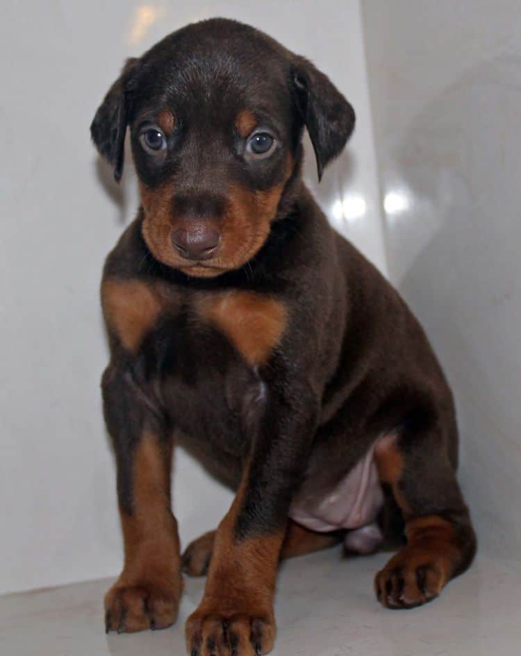 4 week old red and rust female doberman pup; champion sired