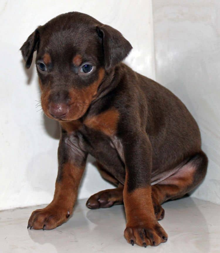 4 week old red and rust female doberman pup; champion sired