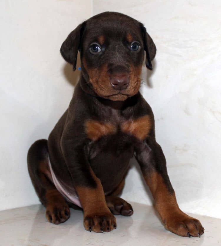 4 week old red and rust male doberman pup; champion sired