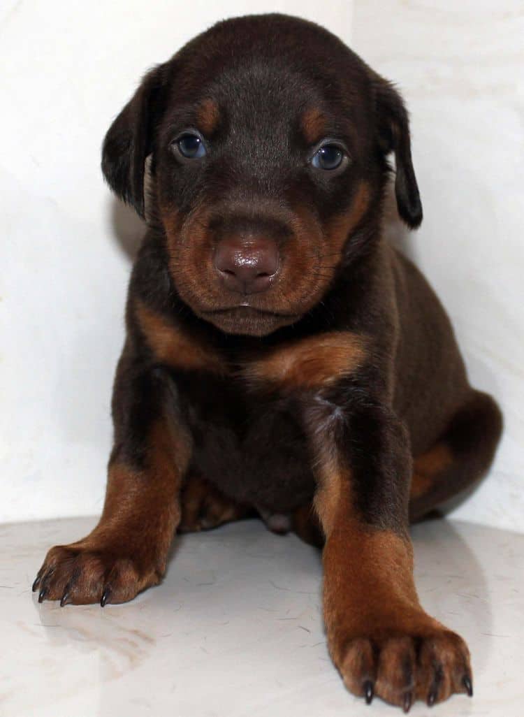 4 week old red and rust male doberman pup; champion sired