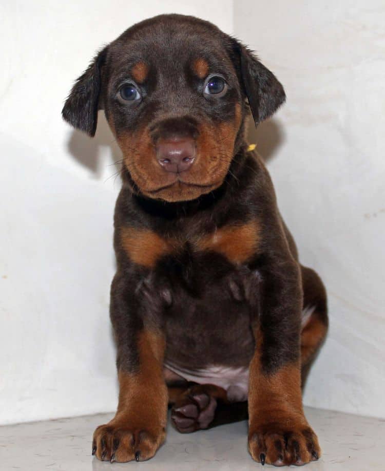 4 week old red and rust male doberman pup; champion sired