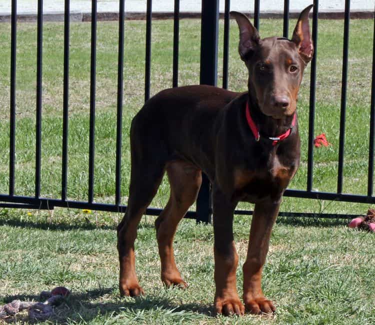 red and rust male doberman pup with ears cropped; champion sired