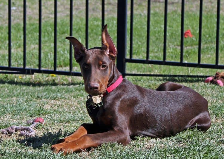 red and rust male doberman pup with ears cropped; champion sired