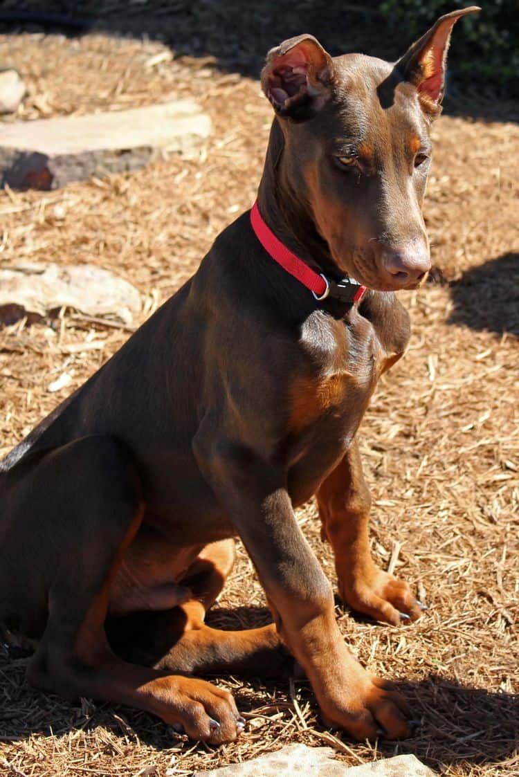 red and rust male doberman pup with ears cropped; champion sired