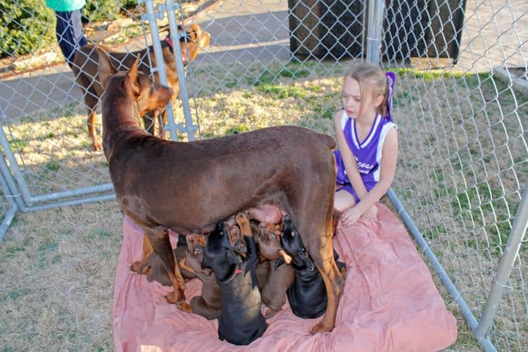 5 week old doberman puppies; champion bloodline