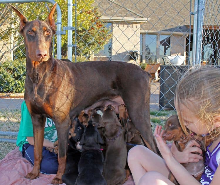 children with doberman puppies