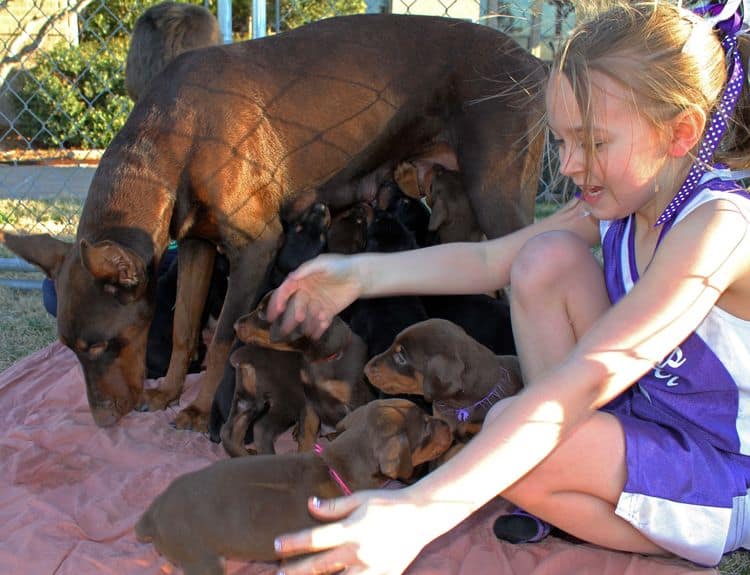 5 week old doberman puppies; champion bloodline