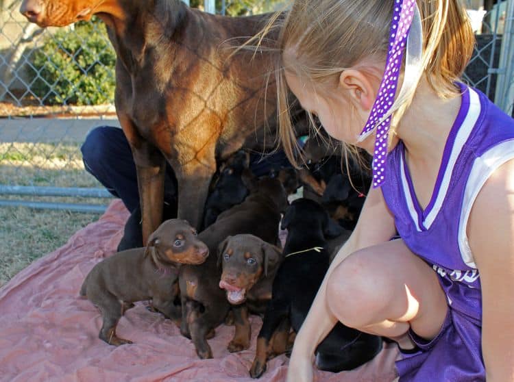 5 week old doberman puppies; champion bloodline