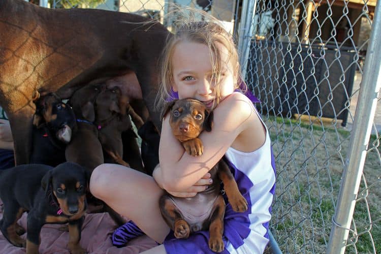 5 week old doberman puppies; champion bloodline