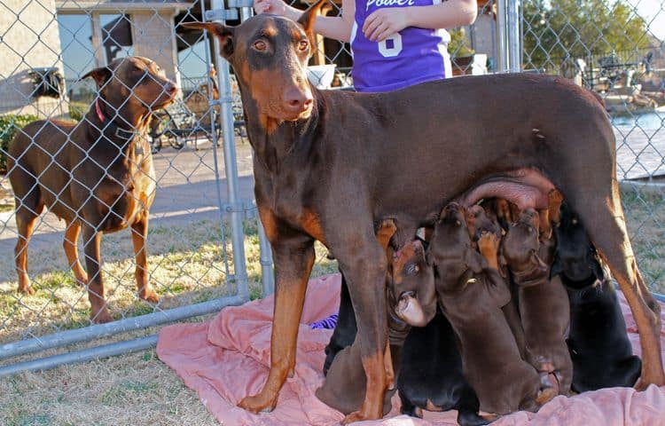 5 week old doberman puppies; champion bloodline