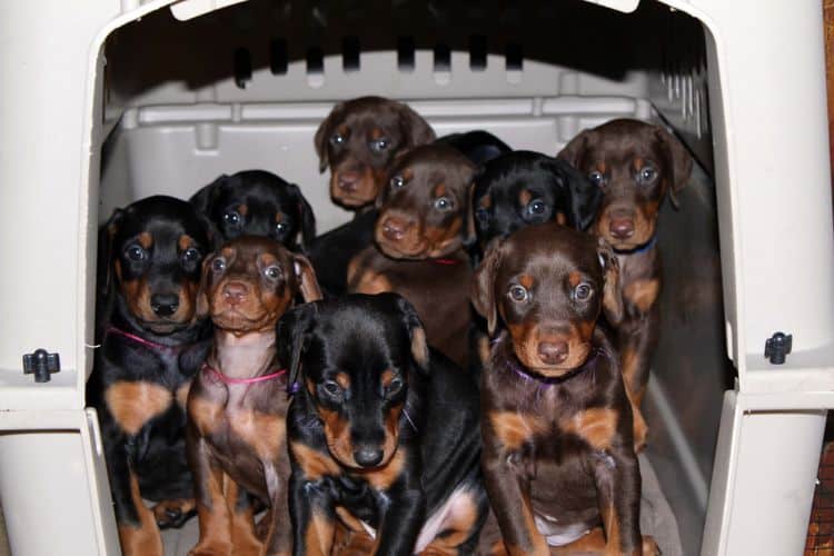 5 week old doberman puppies; champion bloodline