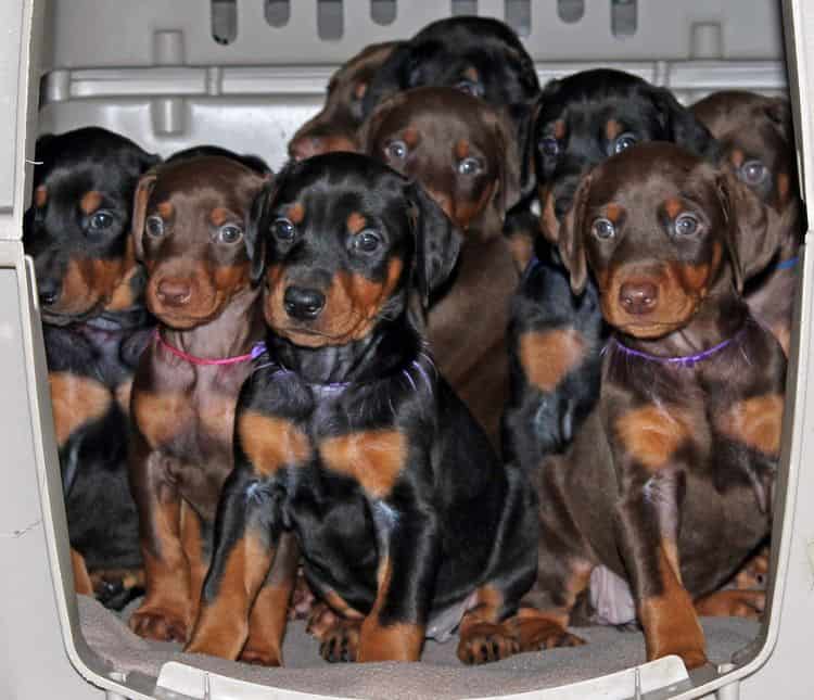 5 week old doberman puppies; champion bloodline