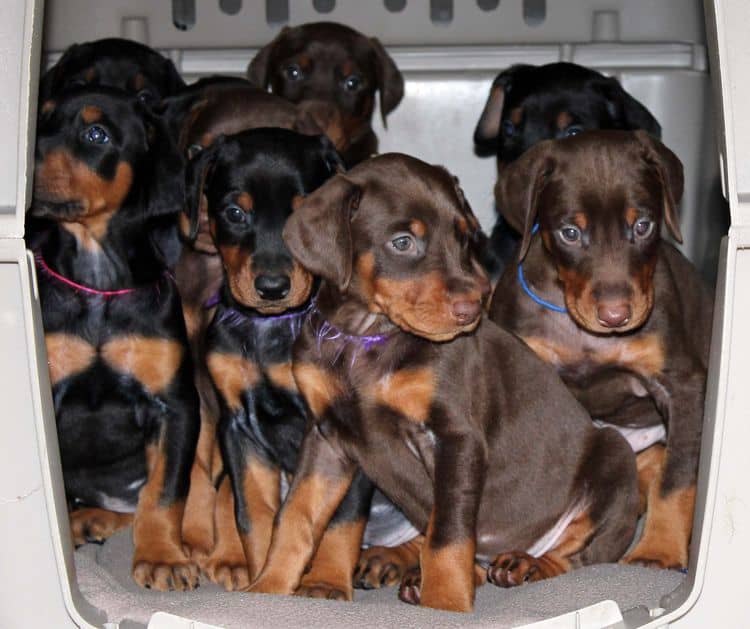 5 week old doberman puppies; champion bloodline