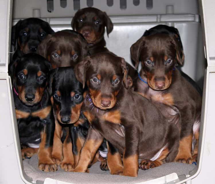 5 week old doberman puppies; champion bloodline