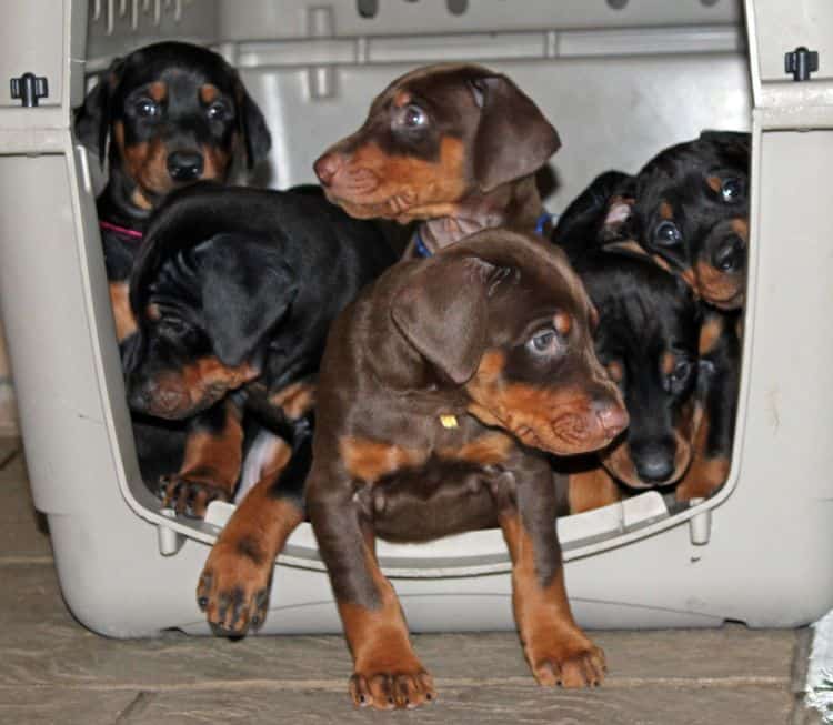 5 week old doberman puppies; champion bloodline