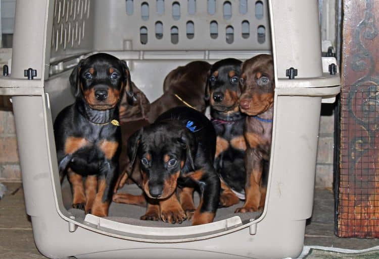 5 week old doberman puppies; champion bloodline