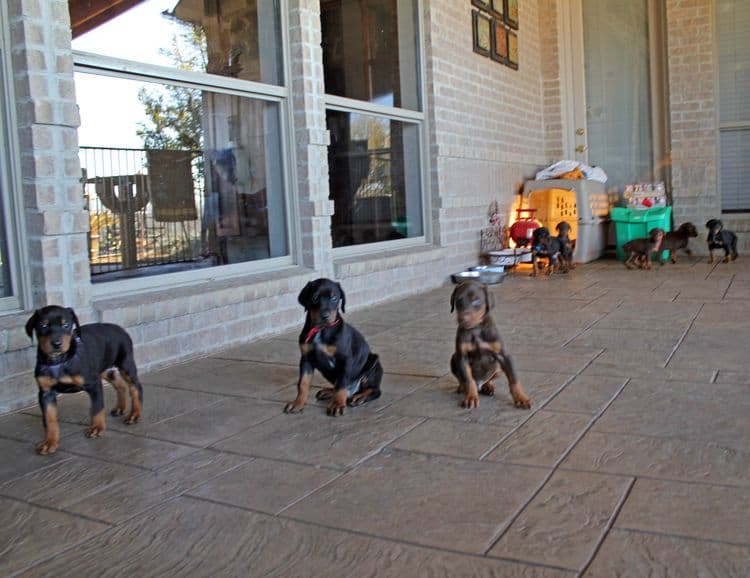 5 week old doberman puppies; champion bloodline