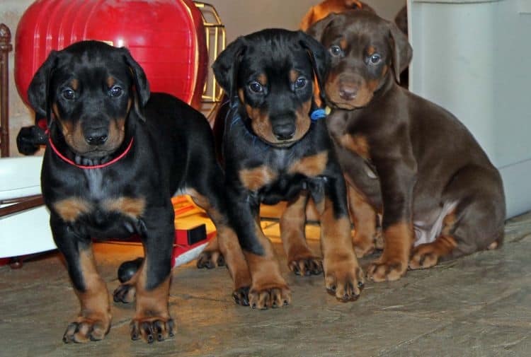 5 week old doberman puppies; champion bloodline