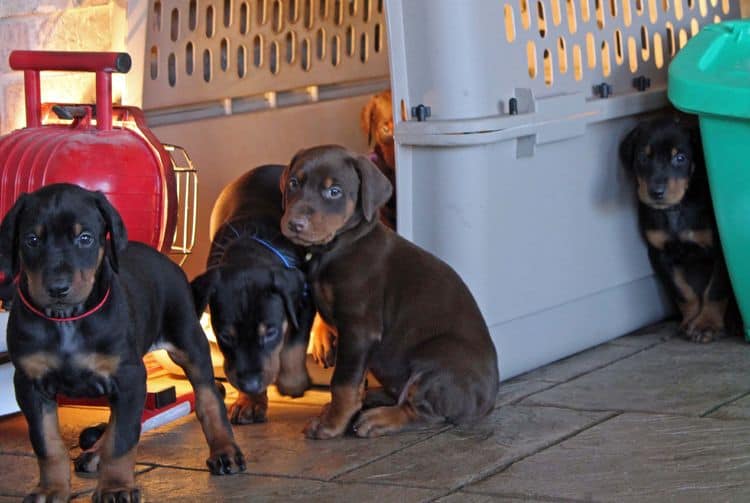 5 week old doberman puppies; champion bloodline