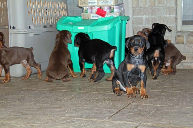 5 week old doberman puppies; champion bloodline