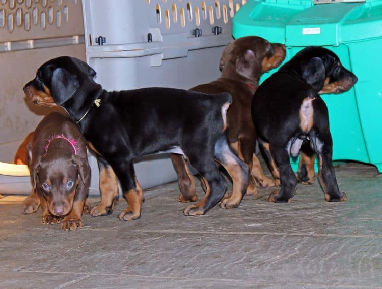 5 week old black and rust male doberman pup; champion sired