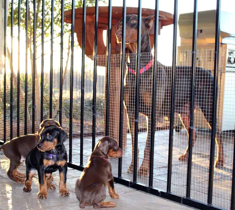 5 week old doberman puppies; champion bloodline