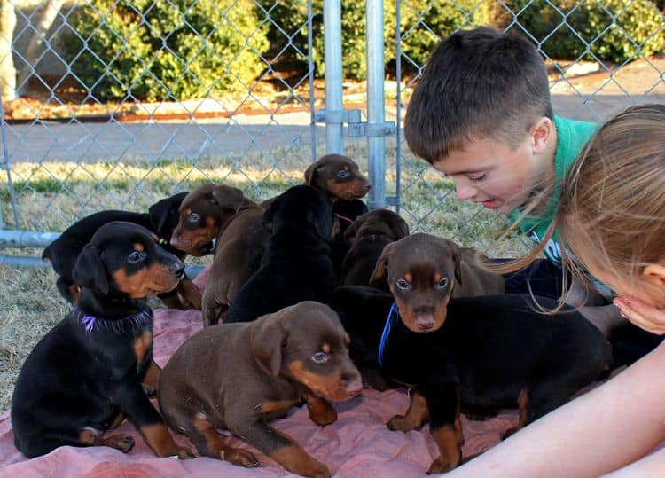 5 week old doberman puppies; champion bloodline