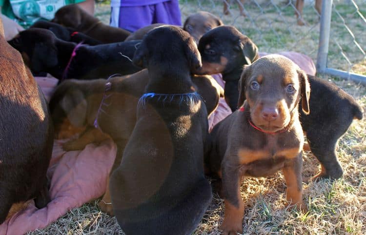 5 week old doberman puppies; champion bloodline