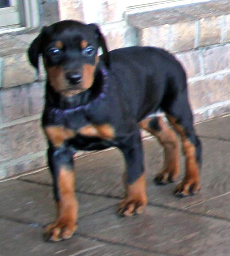 black and rust dobermann female puppy at 5 weeks old