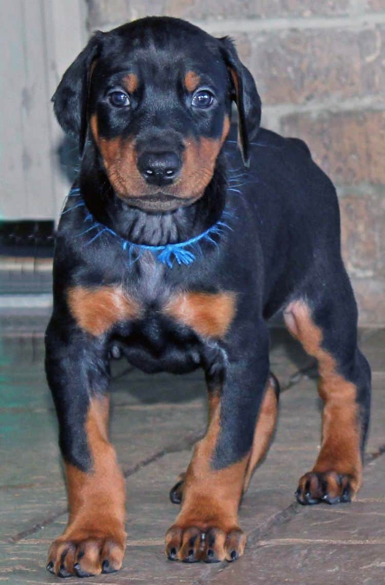 5 week old black and rust male doberman pup; champion sired